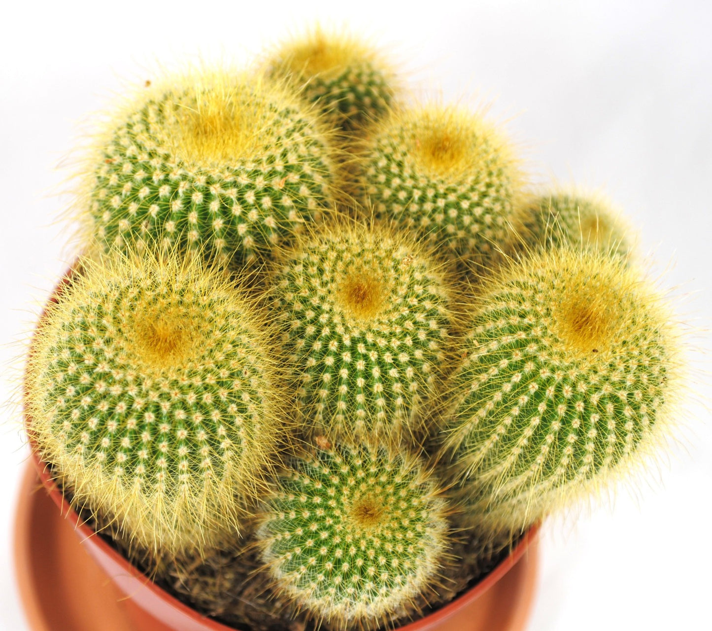 Parodia lenninghausii große Pflanzengruppe 11er Topf Kakteen Sukkulente K 4