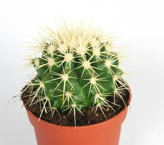 Echinocactus grusonii,"Schwiegermutterstuhl",groß+kräftig,10er Topf