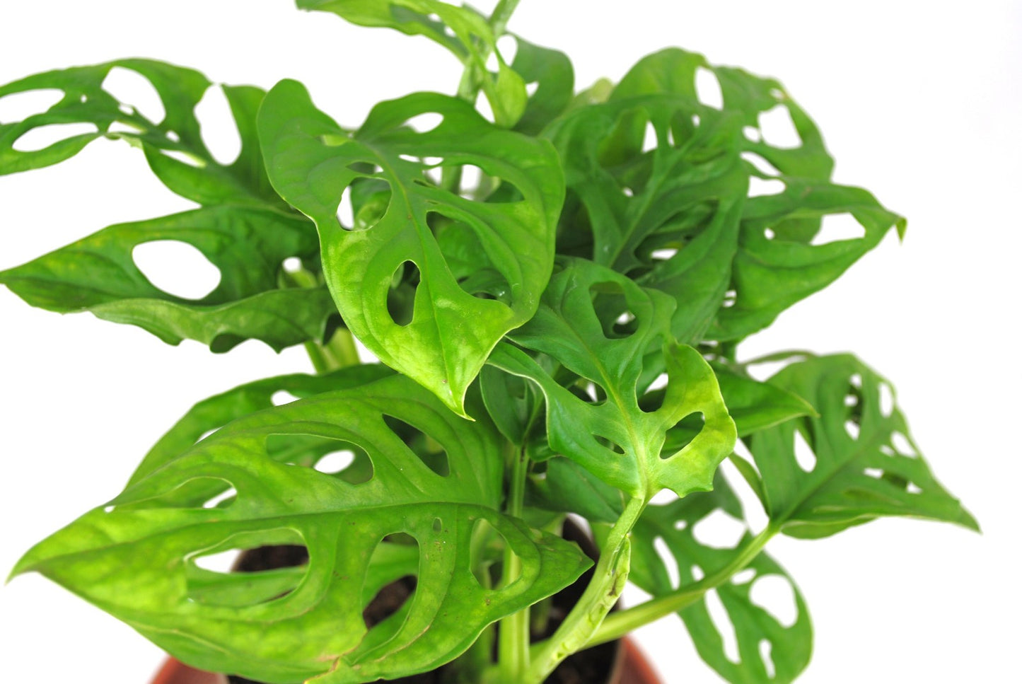 Monstera adansonii pflegeleichte Kletterpflanze Zimmerpflanze 30cm hoch