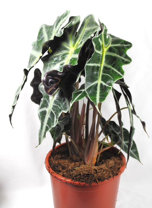 Alocasia Polly - Tropenwurz - Alokasie - Pfeilblatt - 17cm Topf - 45cm hoch