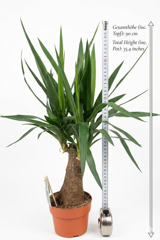 Yucca Gigantea 90cm markanter Stamm Zimmerpflanze pflegeleicht Riesen-Palmlilie