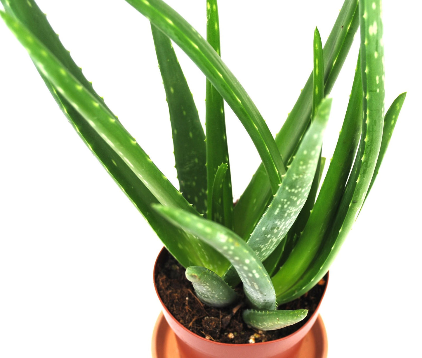Echte Aloe Vera, medizinisch,12cm Topf, ca. 40 cm hoch, 1 große Pflanze