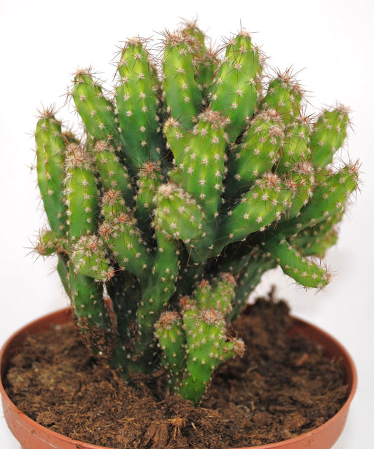 Cereus repandus,Felsenkaktus,große Pflanze,im 14er Topf,Kakteen,Sukkulente