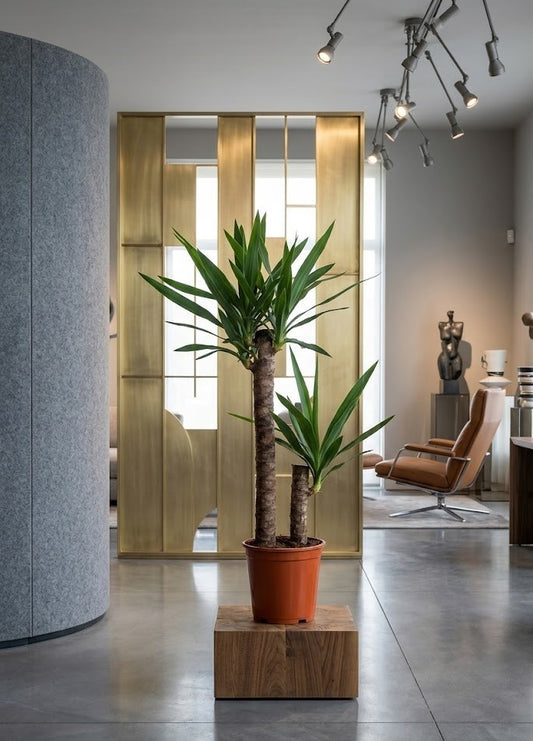Yucca elephantipes 100cm | 2 Stämme | Palmlilie Zimmerpflanze Büro XXL Stamm