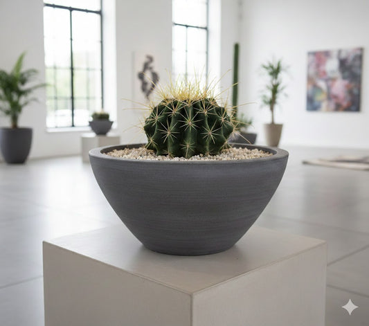 Ferocactus histrix,Kugelkaktus,große Pflanze,20er Topf,Kakteen,Sukkulente,K 27