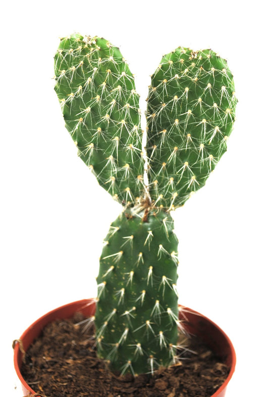 Opuntia leucotricha,Silberkaktus,große Pflanze,im 13er Topf,Kakteen,Sukkulente