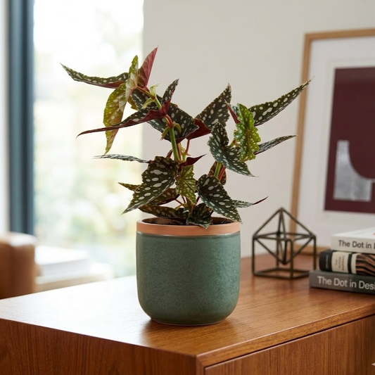 Begonia Maculata – Forellenbegonie – Polka Dot Pflanze –sehr dekorativ,35-40cm