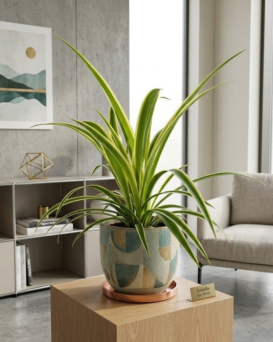 Grünlilie (Chlorophytum) ca. 40cm – Pflegeleichte Zimmerpflanze & Luftreiniger