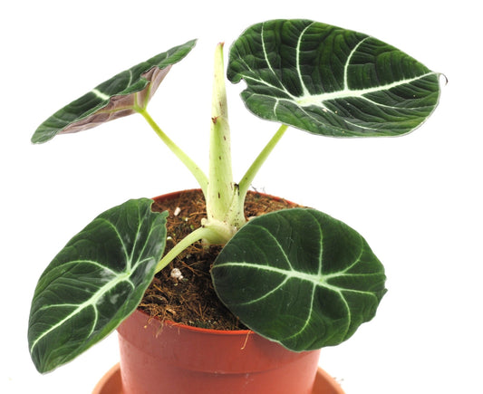 Alocasia Black Velvet - Tropenwurz - Alokasie - Pfeilblatt - 11cm Topf - 12cm