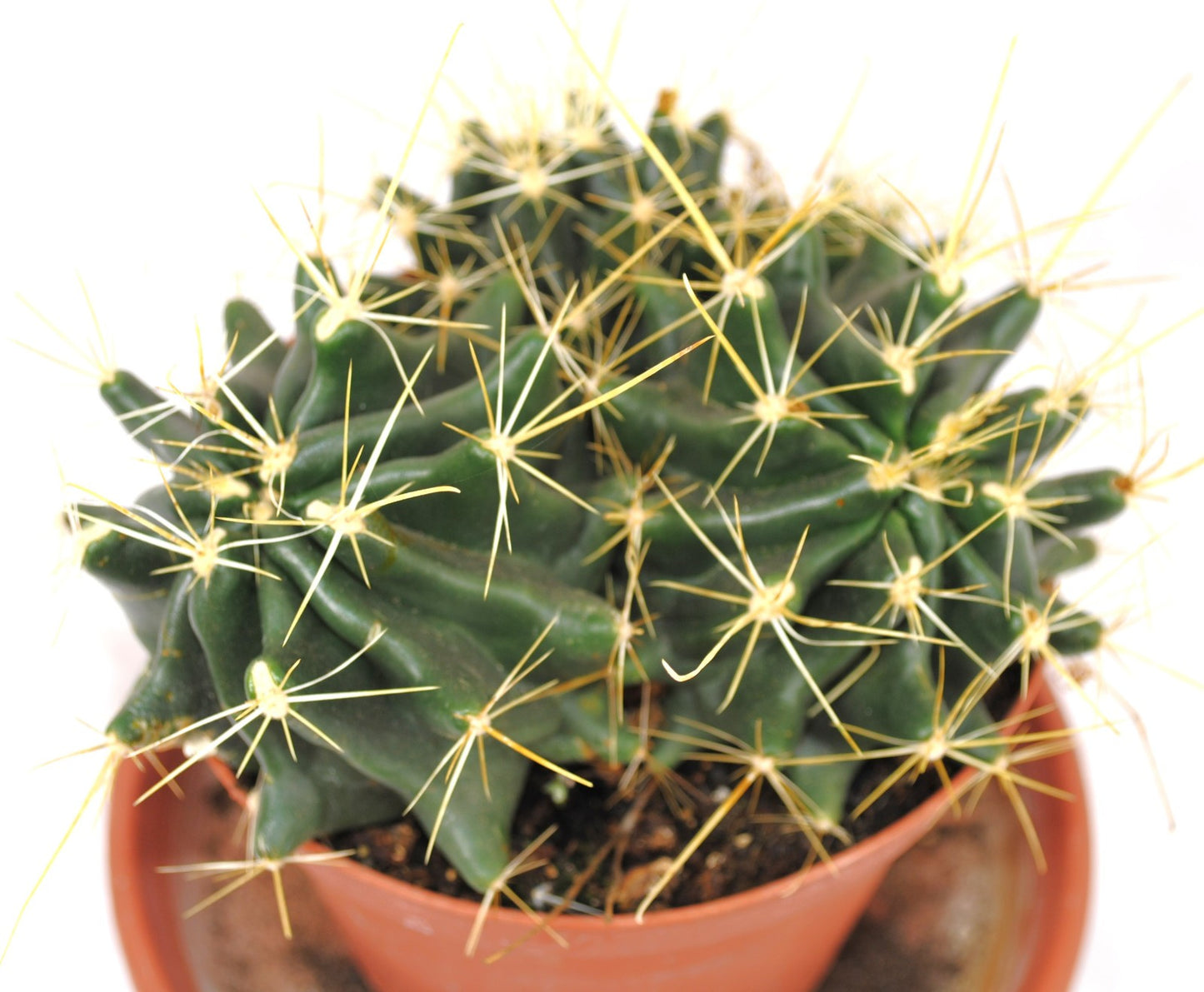 Ferocactus hamatacanthus 15cm Ø große Pflanze im 14er Topf Kakteen Sukkulente