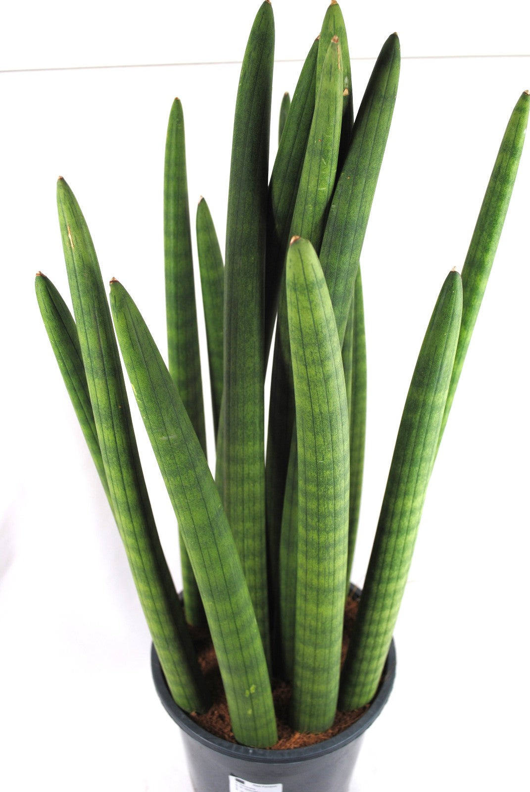 Sansevieria cylindrica Bogenhanf luftreinigend XXL Zimmerpflanze ca.55cm hoch