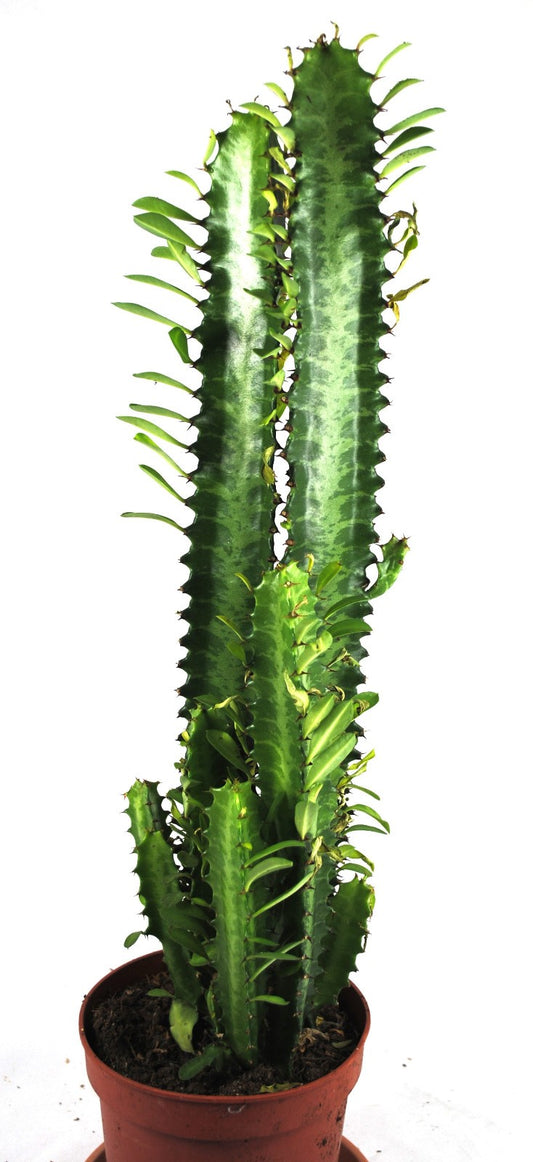 Euphorbia Trigona 40cm hoch- Afrikanischer Milchbaum,Sukkulente, 12cm Topf