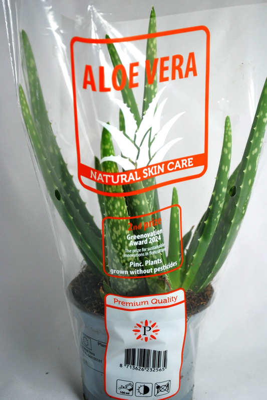 Echte Aloe Vera,medizinisch,ca.30-35cm, üppige Pflanzen im 12er Keramiktopf,2 Farben