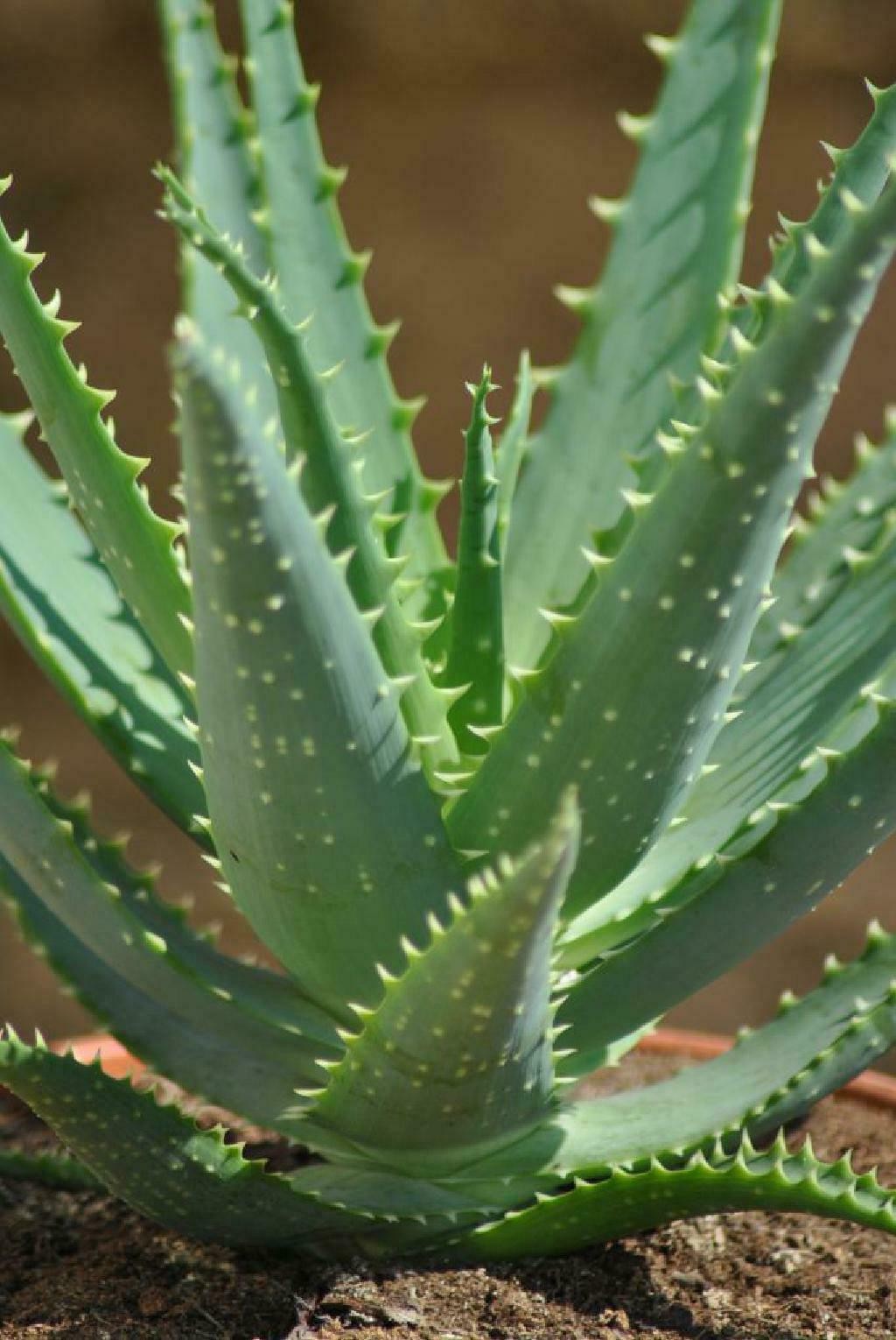 Aloe arborescens,große kräftige Heilaloe,12er Topf,bis 30cm hoch