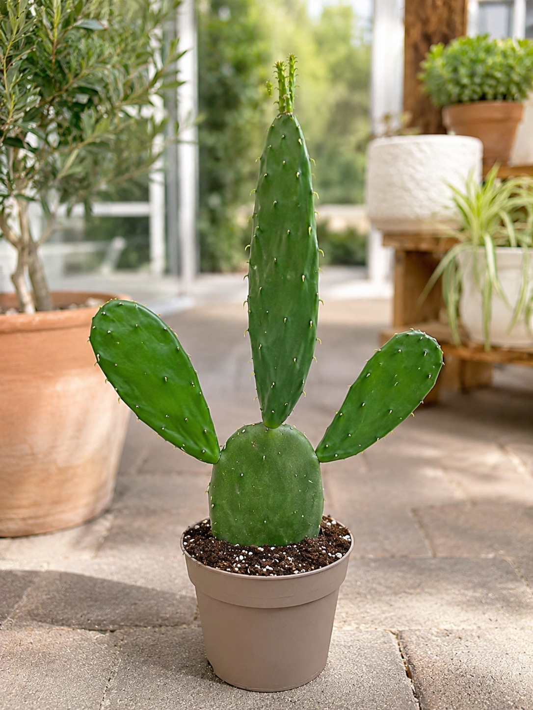 Mexikanischer Feigenkaktus Opuntia Cochenillifera ca. 45cm Kaktus Sukkulente