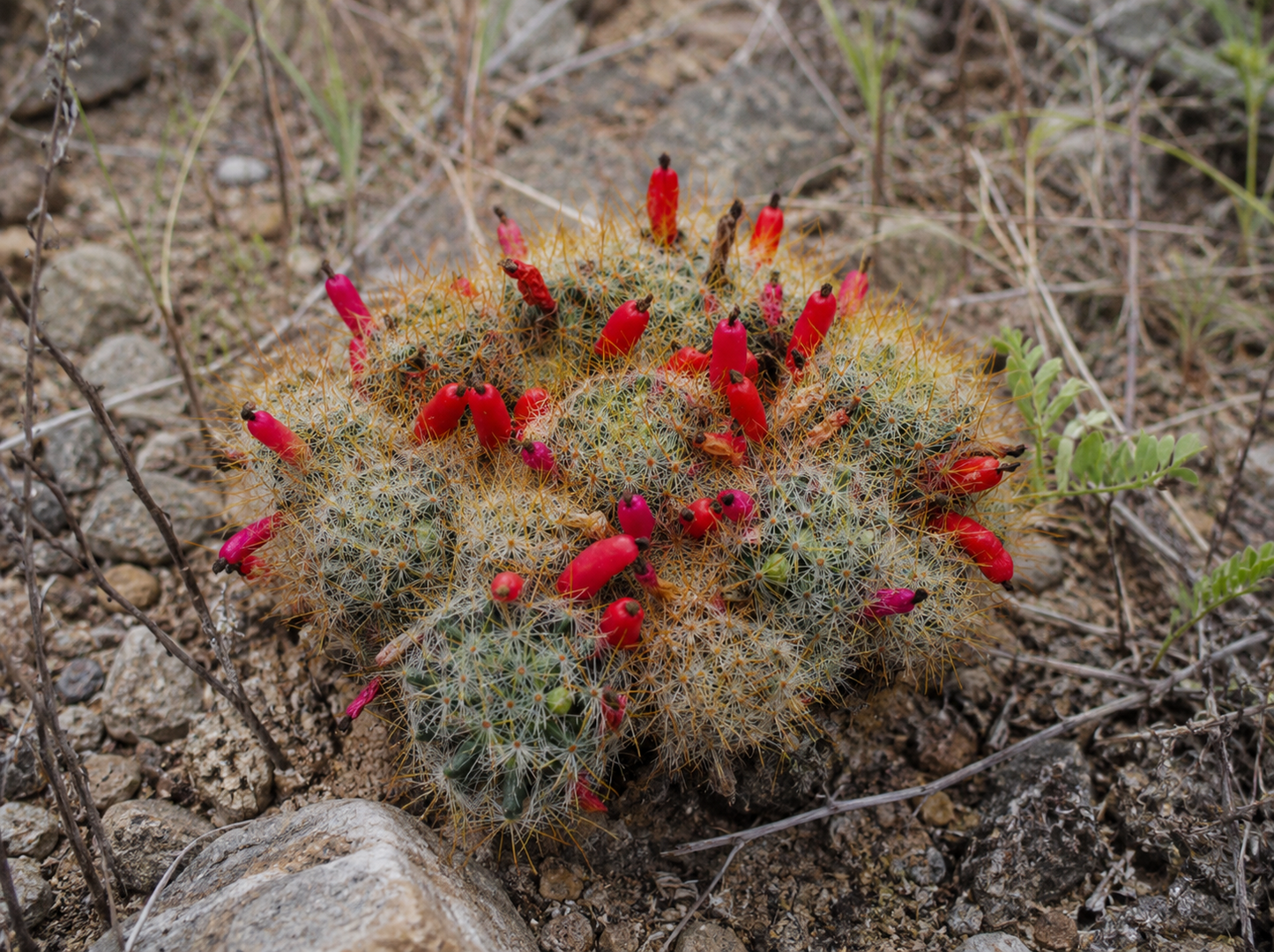 Mammillaria prolifera Warzenkaktus im 12cm Topf rote Früchte | Rarität K 32