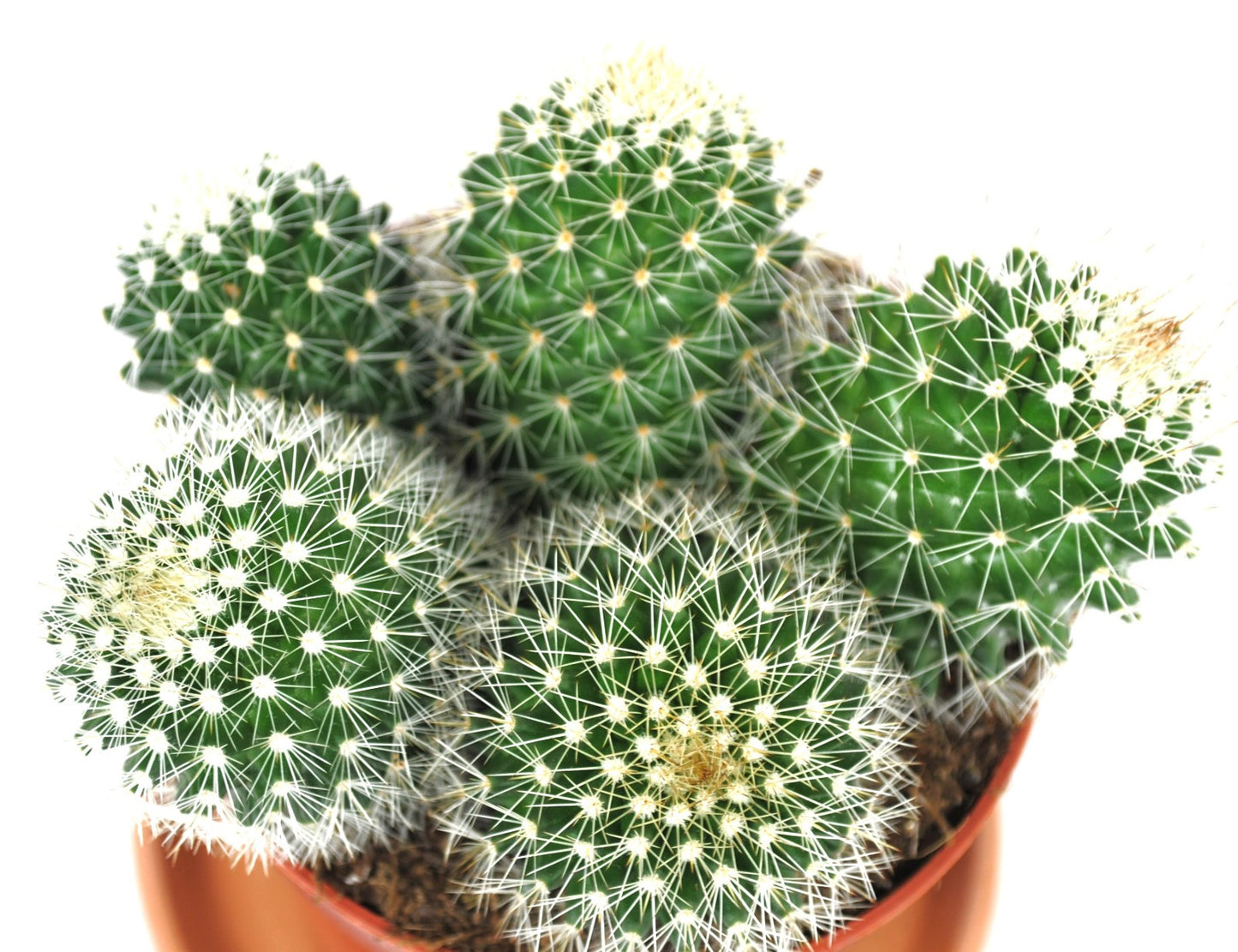 Mammilaria spinosissma weiß große Pflanzengruppe 11erTopf Kakteen Sukkulente K 3