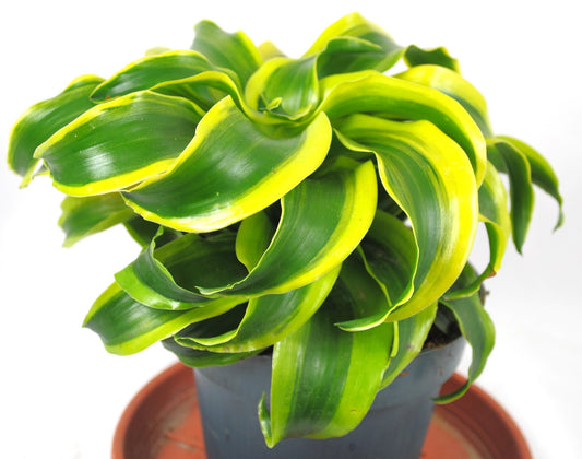 Dracaena dragon,pflegeleicht,dekorative Blätter, Zimmerpflanze,ca.20cm hoch