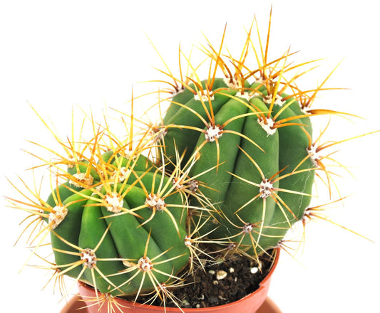 Leucostele terschekii,Säulenkaktus,Kakteen,Sukkulenten,11er Topf,K 19