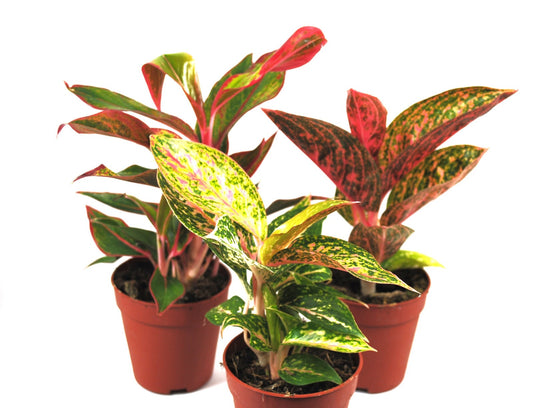 Aglaonema Buntblättriger Kolbenfaden tolle Sorten 9cm ca. 25-30cm hoch