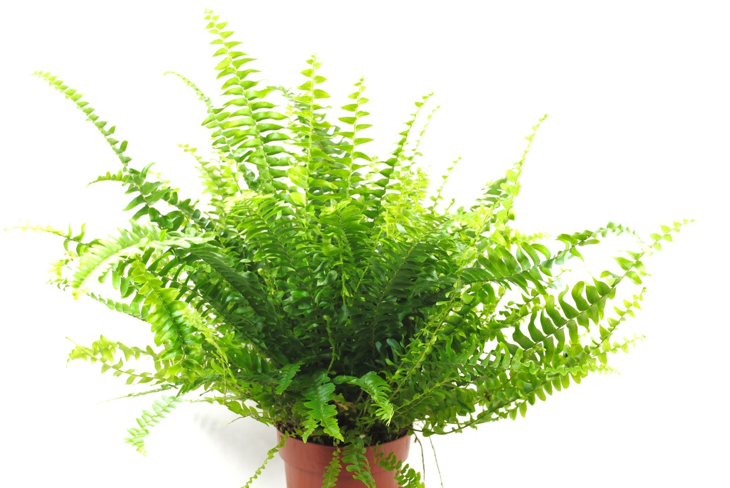 Schwertfarn Nephrolepis exaltata ca. 45cm groß Zimmerfarn luftreinigend