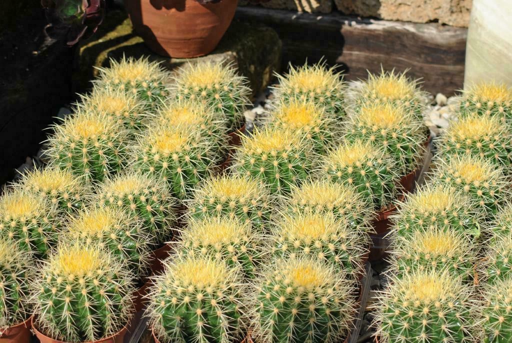 Echinocactus grusonii,"Schwiegermutterstuhl",groß+kräftig,10er Topf