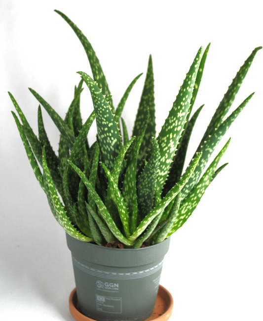 Echte Aloe Vera,medizinisch,ca.40cm,üppige Pflanzen mit Ablegern,13er Topf