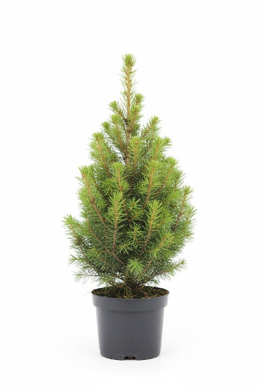 Zuckerhutfichte,Picea glauca ‘Conica’,immergrün,25cm, Winterdeko,Garten