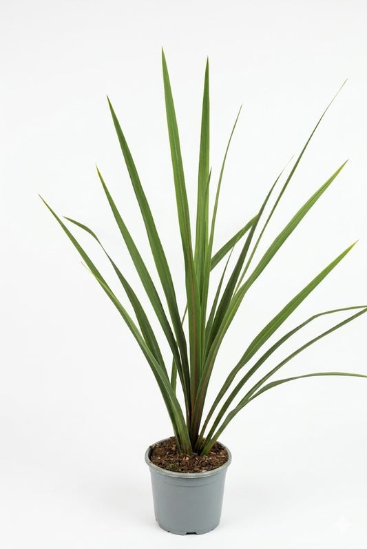 Cordyline australis Keulenlilie – 70cm – Exotische Pflanze - bedingt frosthart