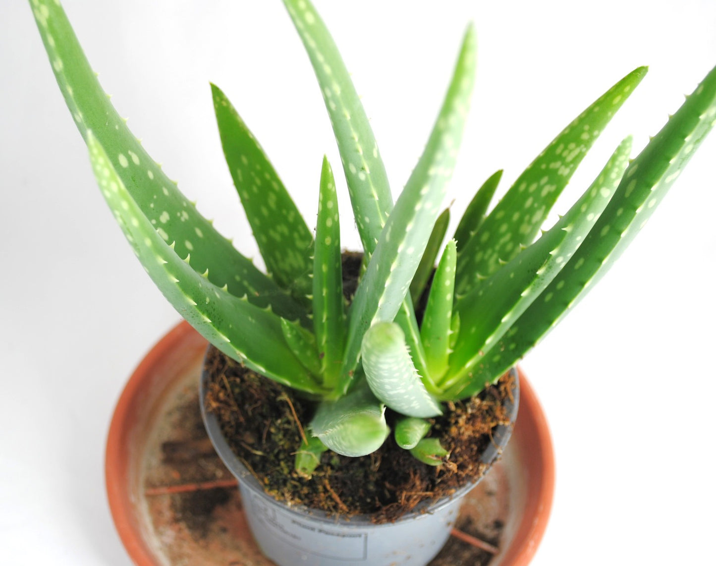 Echte Aloe Vera medizinisch ca.30-35cm sehr üppige Pflanzen im 12er Topf