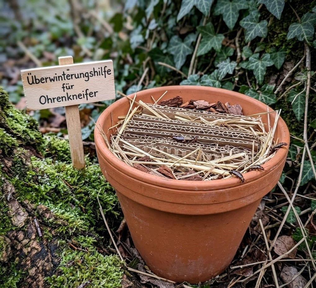 Tontöpfe Pflanztöpfe Anzuchttöpfe Terracotta Größen wählbar deutsche Qualität