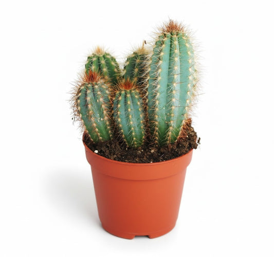 Echinocereus,Säulenkaktus,üppige Kakteengruppe,5-6 Pflanzen,10er Topf