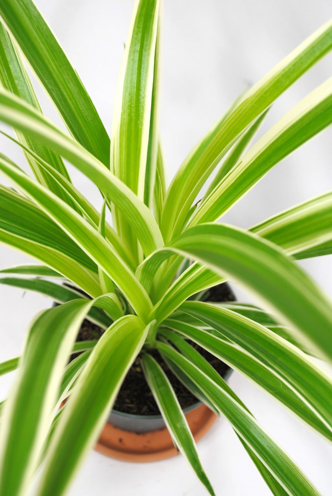 Grünlilie (Chlorophytum) ca. 25cm – Pflegeleichte Zimmerpflanze & Luftreiniger
