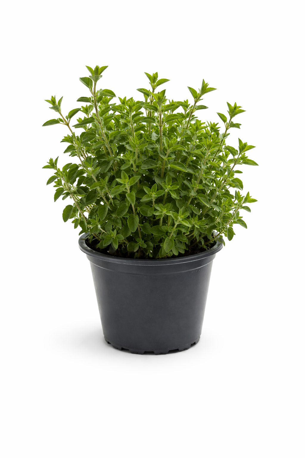 Oregano Kräuter Pflanze im Topf (Origanum) Aromatisches Küchenkraut –  GartenGees GmbH