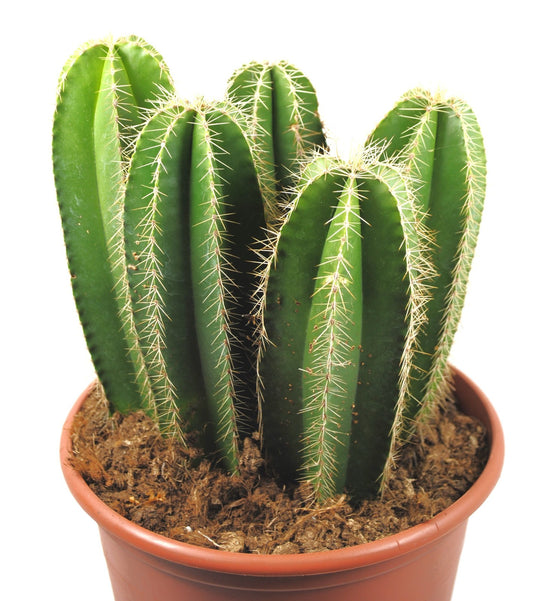 Isolatocereus dumortieri ,Seltener Kaktus – Mexikanischer Baumkaktus,20cm Ø,K 26