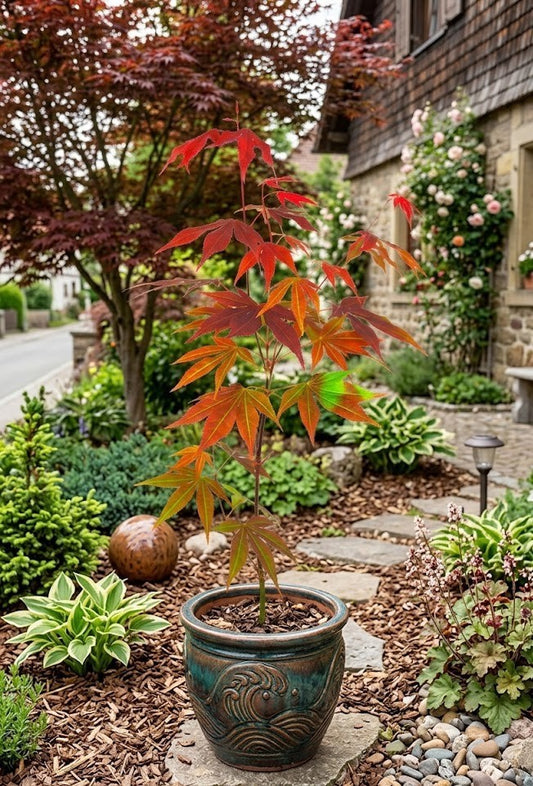 Roter Zwergahorn Acer palmatum Atropurpureum - 50-60 cm - Japanischer Ahorn