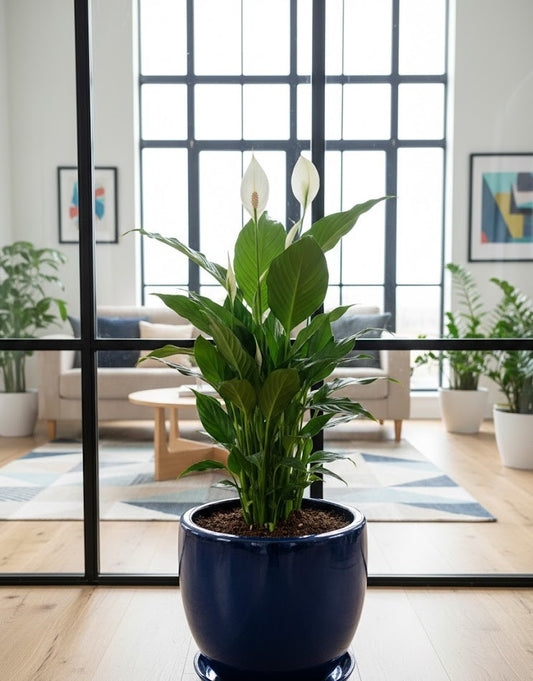 Spathiphyllum Einblatt 45cm hoch Natürlicher Luftreiniger Pflegeleicht Büro