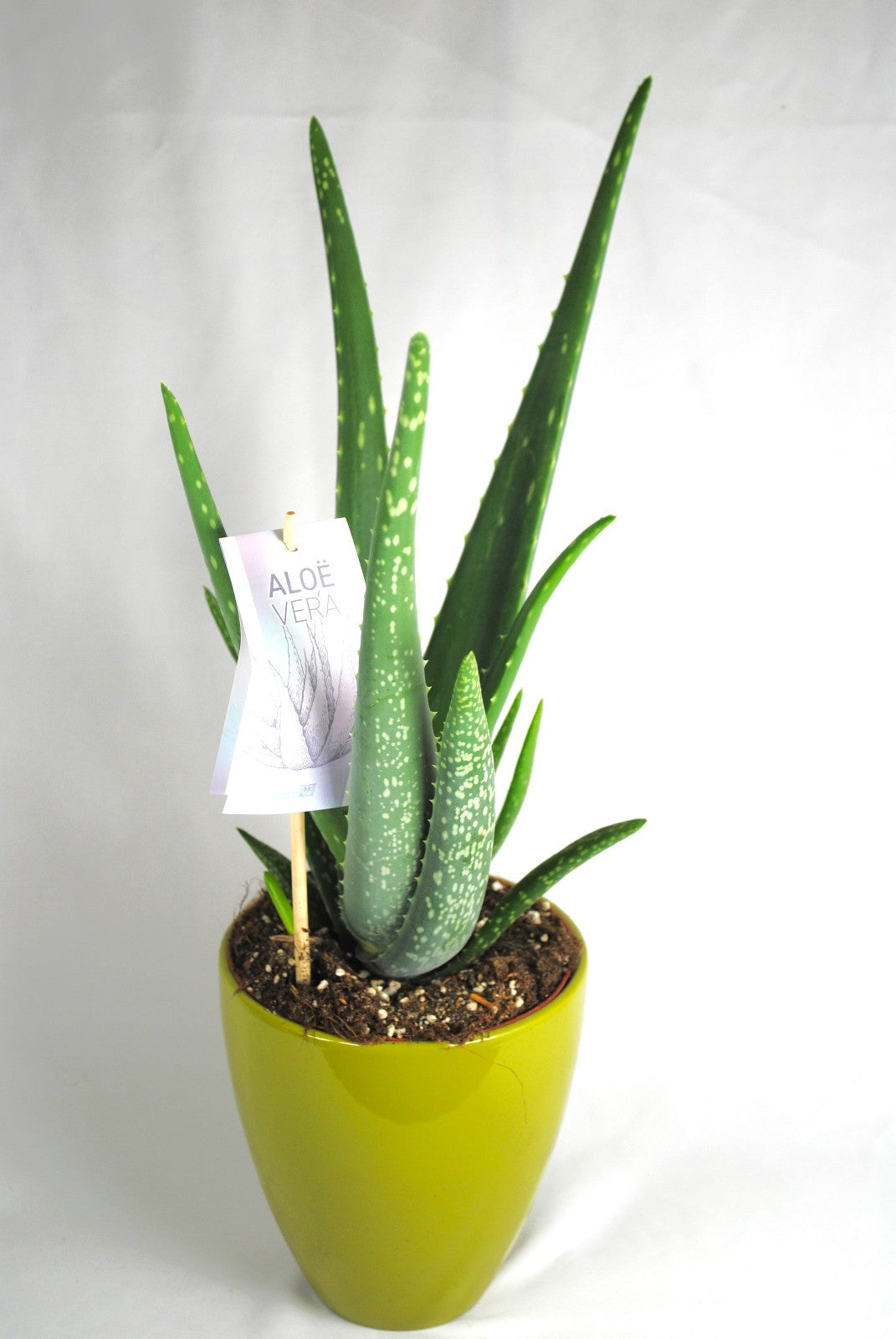 Echte Aloe Vera,medizinisch,ca.45cm, große Pflanzen im 14er Keramiktop –  GartenGees GmbH