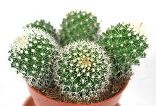 Mammilaria spinosissma weiß,große Pflanzengruppe,11erTopf,Kakteen,Sukkulente,K 3