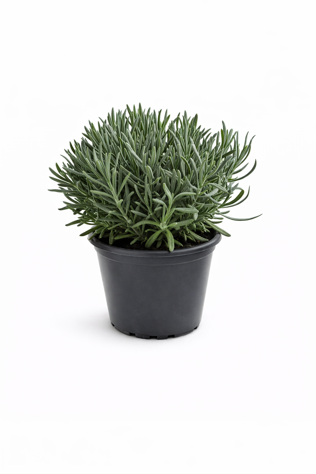Lavendel Pflanze im Topf (Lavandula) Aromatische Kräuter Duftpflanze –  GartenGees GmbH