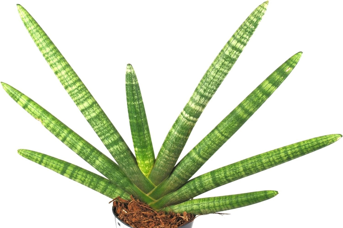 Sansevieria cylindrica Fan Bogenhanf pflegeleicht Zimmerpflanze Luftverbesserung