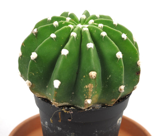 Echinopsis subdenudata,Seeigel-Kaktus,Solitärkaktus,9er Topf,K 6