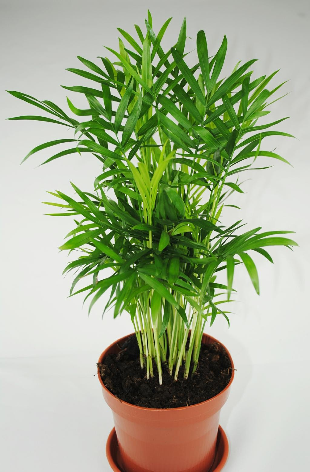 Robuste Bergpalme - Chamaedorea elegans -Anfängerpflanze luftreinigend -ca.40cm