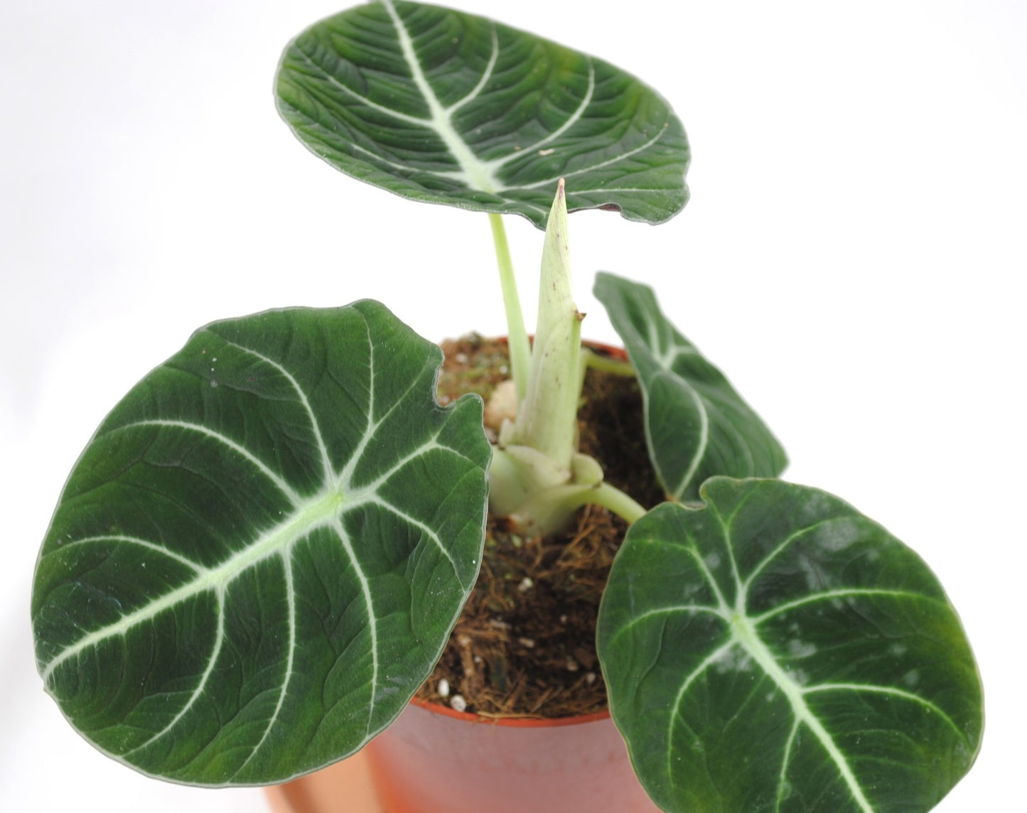 Alocasia Black Velvet - Tropenwurz - Alokasie - Pfeilblatt - 11cm Topf - 12cm