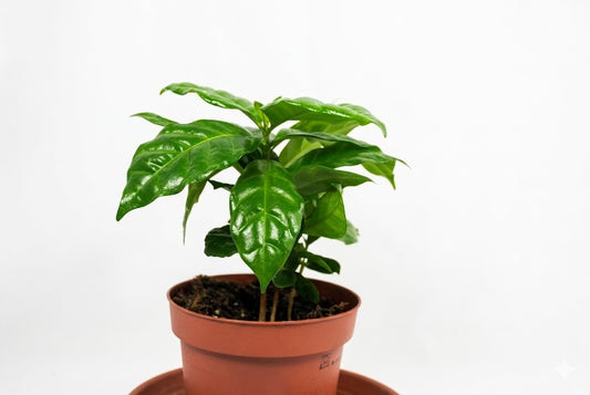 Kaffee Pflanze Coffea Arabica ca. 25cm hoch Glanzblatt Zimmerpflanze Kaffeebaum