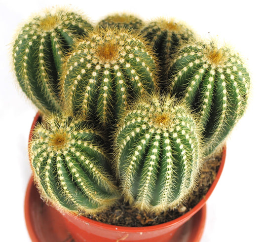 Parodia Magnifica,Säulenkakteen,große Pflanzegruppe,17er Topf,Kakteen,K 21