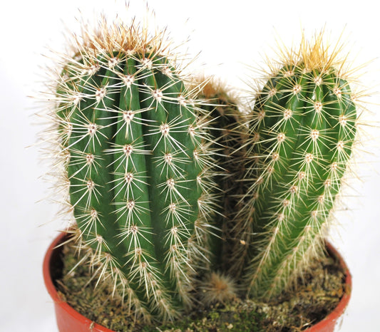 Pachycereus pringlei,Zaunkaktus,Kakteengruppe,Sukkulenten,17er Topf,K 23