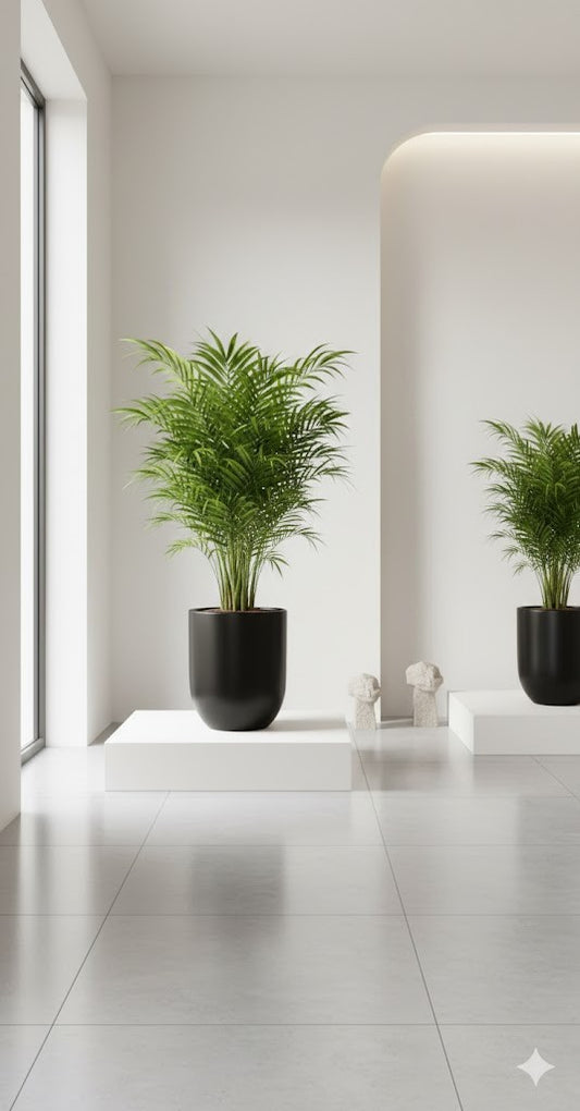 Areca Palme,tropische Goldfruchtpalme,Madagaskar,35cm,dekorative Zimmerpflanze