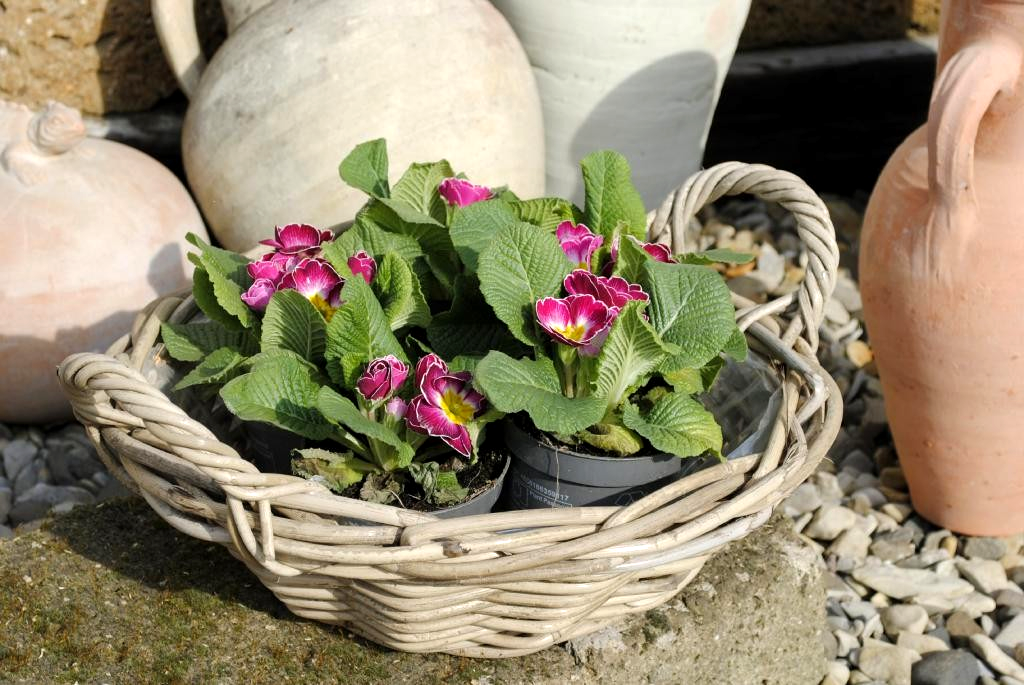 Weidenkorb Weidenschale flach sehr stabil bepflanzbar naturbelassen 38cm