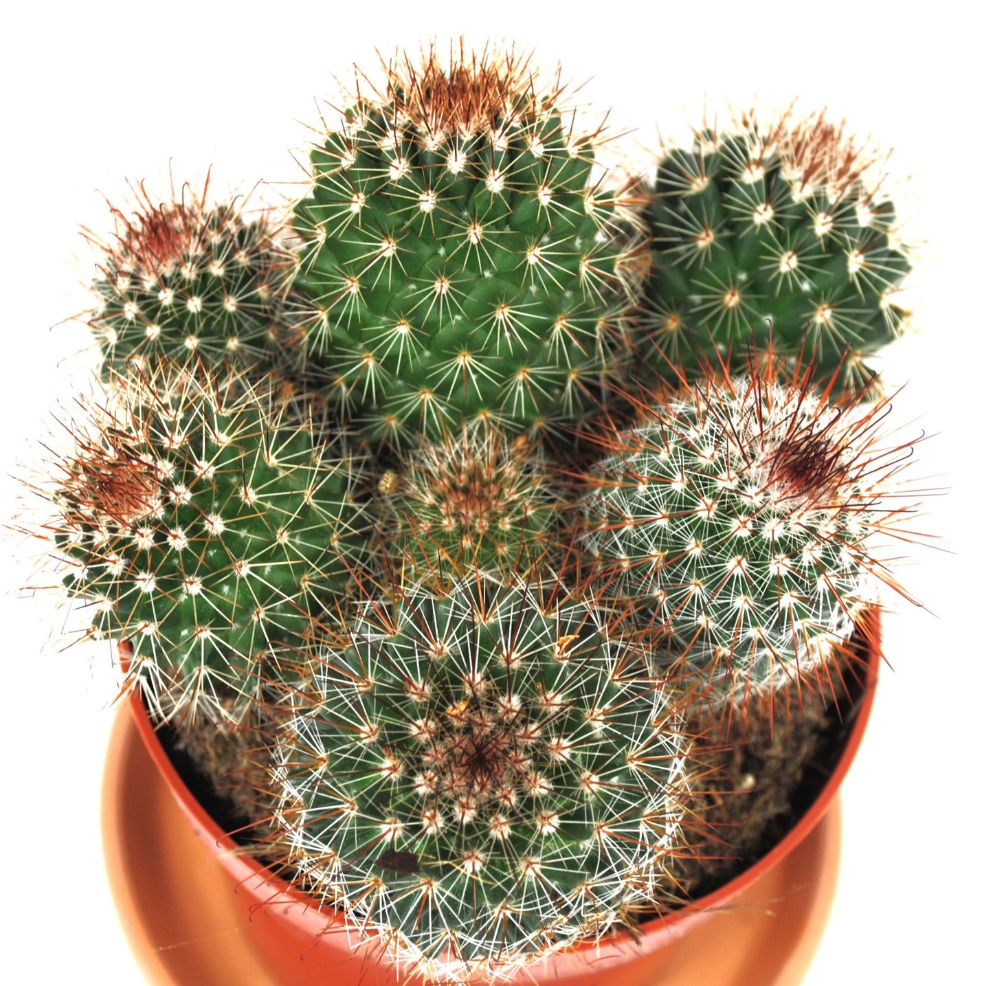 Mammilaria spinosissma rot große Pflanzengruppe 11er Topf Kakteen Sukkulente K 2